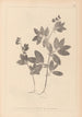 Herbier de la flore française Pl0518 - Louis Antoine Cusin — visning af kunstværket