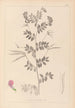 Herbier de la flore française Pl0519 - Louis Antoine Cusin — visning af kunstværket