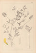 Herbier de la flore française Pl0520 - Louis Antoine Cusin — visning af kunstværket