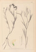 Herbier af den franske flora Pl0521 - Louis Antoine Cusin — visning af kunstværket