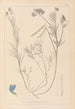 Herbier af den franske flora Pl0522 - Louis Antoine Cusin — visning af kunstværket