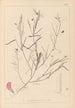 Herbier de la flore française Pl0523 - Louis Antoine Cusin — visning af kunstværket