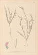 Herbier de la flore française Pl0525 - Louis Antoine Cusin — visning af kunstværket