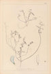 Herbier de la flore française Pl0527 - Louis Antoine Cusin — visning af kunstværket