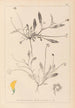Herbier af den franske flora Pl0528 - Louis Antoine Cusin — visning af kunstværket