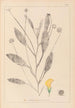 Herbier af den franske flora Pl0529 - Louis Antoine Cusin — visning af kunstværket