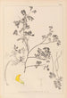 Herbier af den franske flora Pl0530 - Louis Antoine Cusin — visning af kunstværket