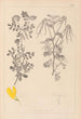 Herbier de la flore française Pl0531 - Louis Antoine Cusin — visning af kunstværket