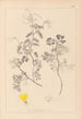 Herbier de la flore française Pl0532 - Louis Antoine Cusin — visning af kunstværket