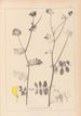 Herbier af den franske flora Pl0533 - Louis Antoine Cusin — visning af kunstværket