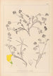 Herbier de la flore française Pl0534 - Louis Antoine Cusin — visning af kunstværket