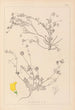 Herbier de la flore française Pl0535 - Louis Antoine Cusin — visning af kunstværket