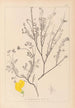 Herbier de la flore française Pl0536 - Louis Antoine Cusin — visning af kunstværket