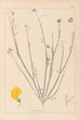 Herbier af den franske flora Pl0537 - Louis Antoine Cusin — visning af kunstværket