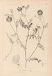 Herbier de la flore française Pl0538 - Louis Antoine Cusin — visning af kunstværket