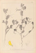 Herbier de la flore française Pl0539 - Louis Antoine Cusin — visning af kunstværket