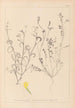 Herbier de la flore française Pl0540 - Louis Antoine Cusin — visning af kunstværket