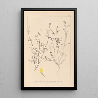 Louis Antoine Cusin - Herbier de la flore franaise Pl0540.webp