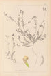 Herbier af den franske flora Pl0541 - Louis Antoine Cusin — visning af kunstværket