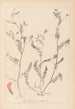 Herbier de la flore française Pl0542 - Louis Antoine Cusin — visning af kunstværket