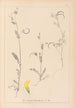 Herbier de la flore française Pl0543 - Louis Antoine Cusin — visning af kunstværket