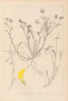 Herbier de la flore française Pl0544 - Louis Antoine Cusin — visning af kunstværket