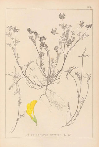 Louis Antoine Cusin - Herbier de la flore franaise Pl0544.webp
