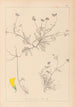 Herbier de la flore française Pl0545 - Louis Antoine Cusin — visning af kunstværket