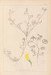 Herbier de la flore française Pl0546 - Louis Antoine Cusin — visning af kunstværket