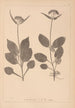 Herbier de la flore française Pl0688 - Louis Antoine Cusin — visning af kunstværket