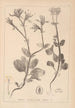Herbier de la flore française Pl0708 - Louis Antoine Cusin — visning af kunstværket