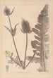 Herbier de la flore française Pl0710 - Louis Antoine Cusin — visning af kunstværket