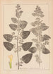 Herbier af den franske flora Pl0800 - Louis Antoine Cusin — visning af kunstværket