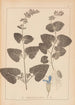 Herbier de la flore française Pl0806 - Louis Antoine Cusin — visning af kunstværket