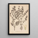 Herbier af den franske flora Pl0808 - Louis Antoine Cusin — indrammet kunstværk på væggen