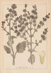 Herbier af den franske flora Pl0808 - Louis Antoine Cusin — visning af kunstværket