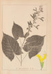 Herbier de la flore française Pl0809 - Louis Antoine Cusin — visning af kunstværket