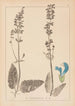 Herbier af den franske flora Pl0810 - Louis Antoine Cusin — visning af kunstværket