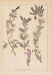 Herbier de la flore française Pl0821 - Louis Antoine Cusin — visning af kunstværket