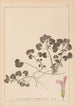 Herbier de la flore française Pl0822 - Louis Antoine Cusin — visning af kunstværket