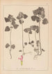 Herbier af den franske flora Pl0828 - Louis Antoine Cusin — visning af kunstværket