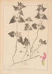 Herbier de la flore française Pl0829 - Louis Antoine Cusin — visning af kunstværket