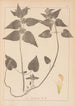 Herbier de la flore française Pl0830 - Louis Antoine Cusin — visning af kunstværket