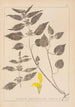 Herbier de la flore française Pl0832 - Louis Antoine Cusin — visning af kunstværket