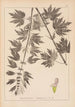 Herbier af den franske flora Pl0833 - Louis Antoine Cusin — visning af kunstværket