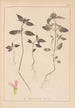 Herbarium af den franske flora Maleri Pl0840 - Louis Antoine Cusin — visning af kunstværket