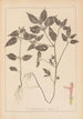 Herbarium af den franske flora Maleri Pl0841 - Louis Antoine Cusin — visning af kunstværket