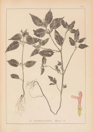 Louis Antoine Cusin - Herbier de la flore franaise Pl0841.webp