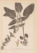 Herbier de la flore française Pl0846 - Louis Antoine Cusin — visning af kunstværket