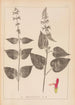 Herbier de la flore française Pl0847 - Louis Antoine Cusin — visning af kunstværket